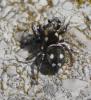 Heliophanus apiatus